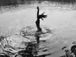 Sihouette aus dem Wasser